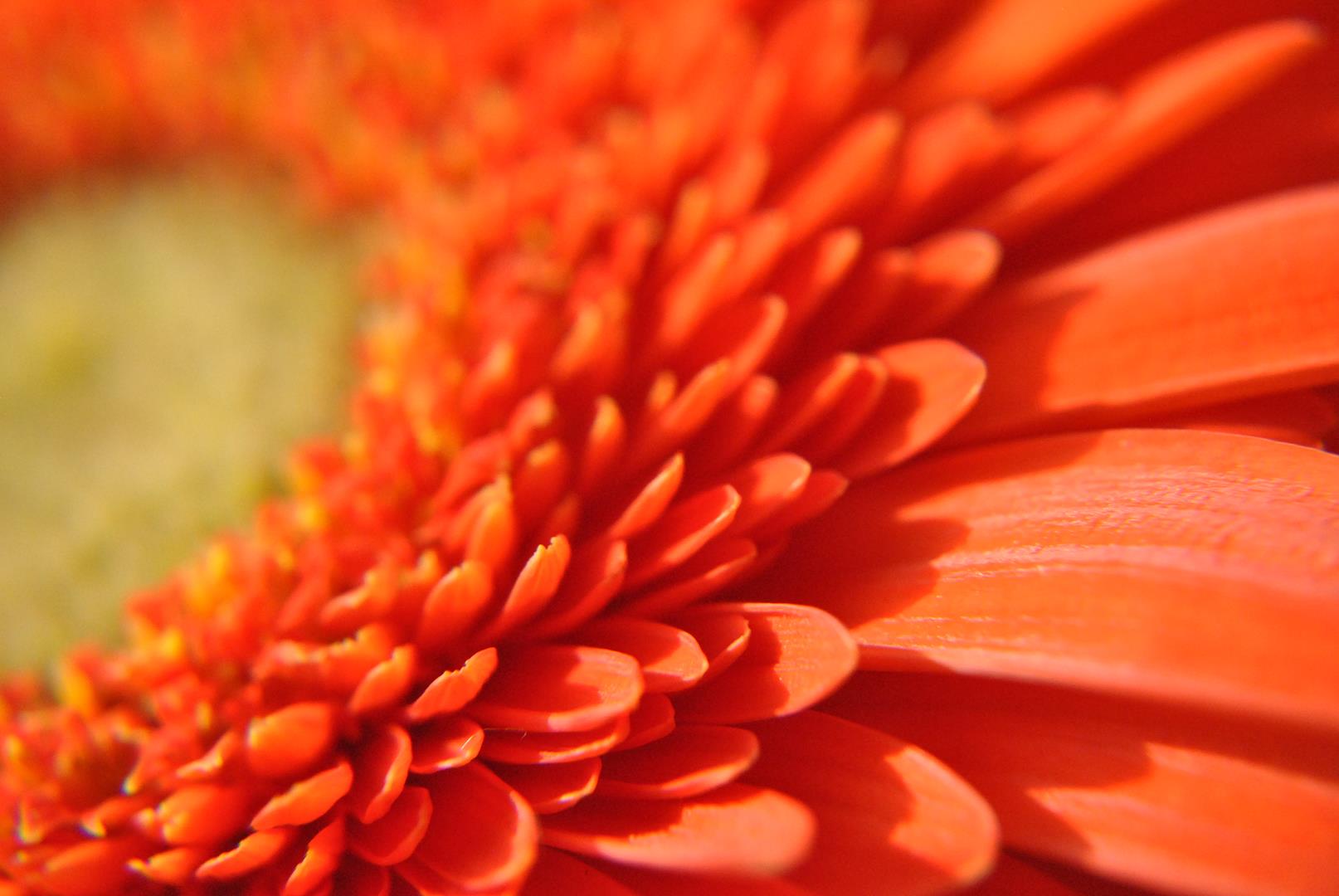 Macro